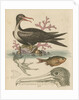 'The Man of War Bird, the Chinese Fish, &c.' by George Edwards