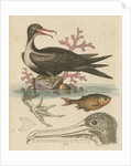 'The Man of War Bird, the Chinese Fish, &c.' by George Edwards