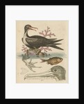 'The Man of War Bird, the Chinese Fish, &c.' by George Edwards