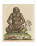 'The Sloth' by George Edwards