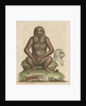 'The Sloth' by George Edwards