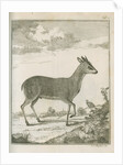 'Antilope Grimmii' [Common duiker antelope] by Johann Jacob Bylaert