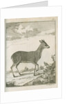 'Antilope Grimmii' [Common duiker antelope] by Johann Jacob Bylaert