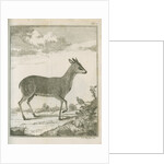 'Antilope Grimmii' [Common duiker antelope] by Johann Jacob Bylaert
