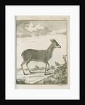 'Antilope Grimmii' [Common duiker antelope] by Johann Jacob Bylaert