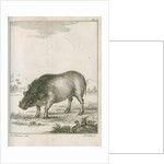 'Aper Aethiopicus' [Desert warthog] by Simon Fokke