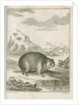 'Cavia Capensis' [Cape hyrax] by Simon Fokke