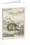 'Cavia Capensis' [Cape hyrax] by Simon Fokke