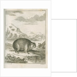 'Cavia Capensis' [Cape hyrax] by Simon Fokke