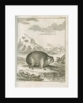 'Cavia Capensis' [Cape hyrax] by Simon Fokke