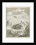 'Vespertilio Soricinus' [Greater spear-nosed bat] by Johann Jacob Bylaert