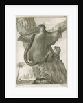 'Sciurus Petaurista' [Red giant flying squirrel] by Robert Muys
