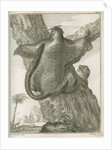 'Sciurus Petaurista' [Red giant flying squirrel] by Robert Muys