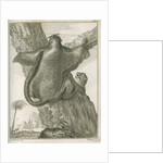 'Sciurus Petaurista' [Red giant flying squirrel] by Robert Muys