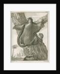 'Sciurus Petaurista' [Red giant flying squirrel] by Robert Muys