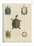 Three specimens of turtles by Friedrich Wilhelm Wunder