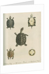 Three specimens of turtles by Friedrich Wilhelm Wunder