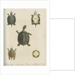 Three specimens of turtles by Friedrich Wilhelm Wunder