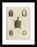 Three specimens of turtles by Friedrich Wilhelm Wunder