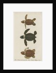 Three specimens of turtles by Friedrich Wilhelm Wunder