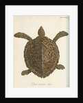 'Testudo imbricata' [Hawksbill turtle] by Friedrich Wilhelm Wunder