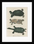 'Testudo ferox' [Florida softshell turtle] by Friedrich Wilhelm Wunder