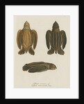 'Testudo coriacea' [Leatherback turtle] by Friedrich Wilhelm Wunder