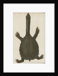'Testudo granosa' [Indian flapshell turtle] by Johann Friedrich Volckart
