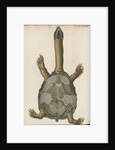 'Testudo granosa' [Indian flapshell turtle] by Johann Friedrich Volckart