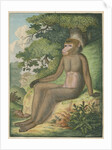 'The Barbary Ape' [Barbary macaque] by James Sowerby