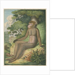 'The Barbary Ape' [Barbary macaque] by James Sowerby