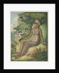 'The Barbary Ape' [Barbary macaque] by James Sowerby