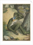 'The Maimon' [Mandrill] by James Sowerby