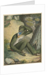 'The Maimon' [Mandrill] by James Sowerby