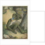 'The Maimon' [Mandrill] by James Sowerby