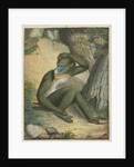 'The Maimon' [Mandrill] by James Sowerby