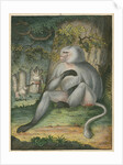 'The Grey Baboon' [Barbary macaque] by James Sowerby