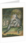 'The Grey Baboon' [Barbary macaque] by James Sowerby