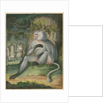 'The Grey Baboon' [Barbary macaque] by James Sowerby