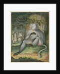 'The Grey Baboon' [Barbary macaque] by James Sowerby