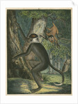 'The White Eye-Lid Monkey' [Mangabey] by James Sowerby
