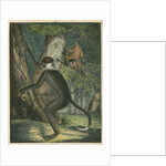 'The White Eye-Lid Monkey' [Mangabey] by James Sowerby