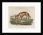 'The Kolsun, or Wild Dog' [Dhole] by Thomas Fairland