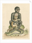 'The Middle-sized Black Monkey' by George Edwards