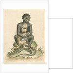 'The Middle-sized Black Monkey' by George Edwards
