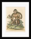 'The Bush-tailed Monkey' by George Edwards