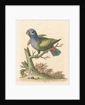 'The Blue-headed Parrot' by George Edwards