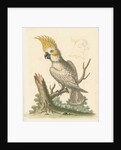 'The Lesser White Cockatoo with a Yellow Crest' by George Edwards