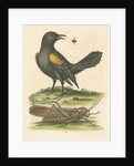 'The Yellow-winged Pye, and Greatest Locust' by George Edwards