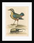 'The Short-tailed Pye &c.' by George Edwards